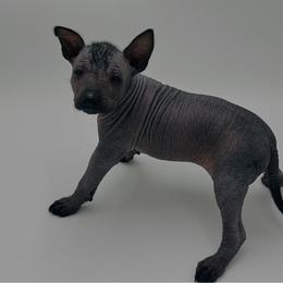 Brantly - Black male Xoloitzcuintli puppy in West Jordan, Utah from Majestic Nakids