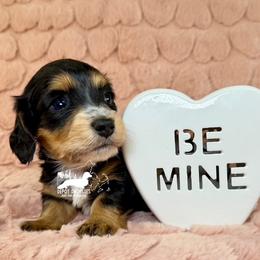 Belle AKC - Black and tan female Dachshund puppy in South Easton, Massachusetts from Depot Dachsies