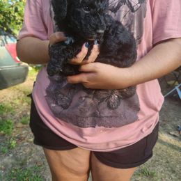 Girl 4 - Poodle puppy from JEN's Poodles