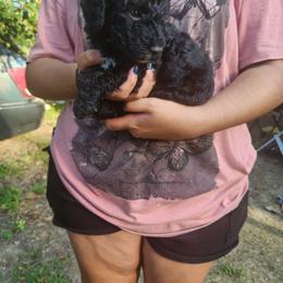 Girl 4 - Poodle puppy from JEN's Poodles