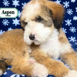 Aspen - In Training - Merle female Bernedoodle puppy in Milan, Indiana from Doodles & Spice