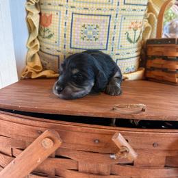 Jada - Black and cream female Dachshund puppy in Cabool, Missouri from Hidden Valley Farms