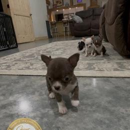Kip - Chocolate and white male Chihuahua puppy in De Quincy, Louisiana from Guys Cajun Paws