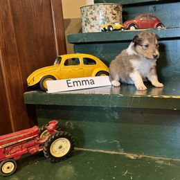 Collie Puppies from Brown Acres Collies