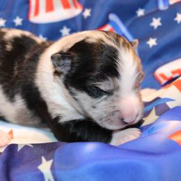 Wylie - Black & white male Australian Shepherd puppy in Plantersville, Texas from Jak Se Auss