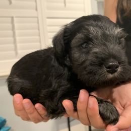 Miniature Schnauzer Puppies from Dirty Beard Mini Schnauzers