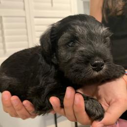 Miniature Schnauzer Puppies from Dirty Beard Mini Schnauzers