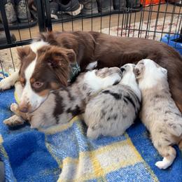 Miniature Australian Shepherd Puppies from Mid-Plains Mini Aussies