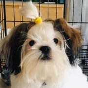 Shih Tzus and Shorkies from Wilson Kennel
