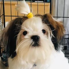 Shih Tzus and Shorkies from Wilson Kennel