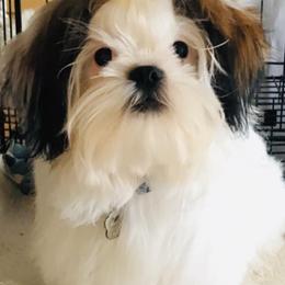 Shih Tzus and Shorkies from Wilson Kennel