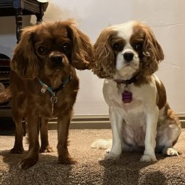Cavalier King Charles Spaniels from Debora's Cavalier King Charles Spaniels