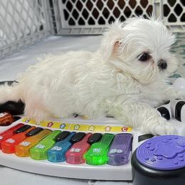 Maltese Puppies from Platinum Dunes Maltese Kennel