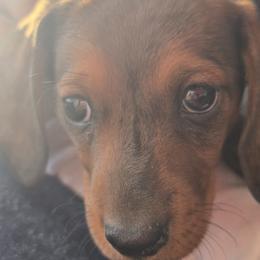Rudy - Dapple male Dachshund puppy in San Antonio, Texas from Little Paws Doxies