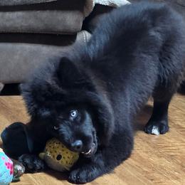 Ezekiel - Black male Siberian Husky puppy in East Tawas, Michigan from BurnsBerg's Woolies