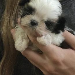 Shih Tzu Puppies from Willow Lane Shih Tzus