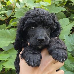 Rhea - Phantom female Poodle puppy in New York from Powder Puff Poodles