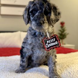 Glinda - Merle female Labradoodle puppy in Adams, Nebraska from Boxcar Doodles and Poodles