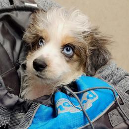 Archie - Blue merle male Aussiedoodle puppy in Logansport, Indiana from Sandy Hill Farm Aussies, LLC