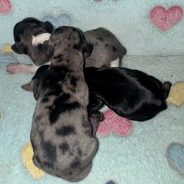 Dachshund Puppies from Dachshund Dad