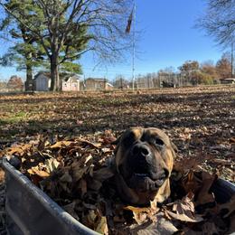 Bell - Cane Corso