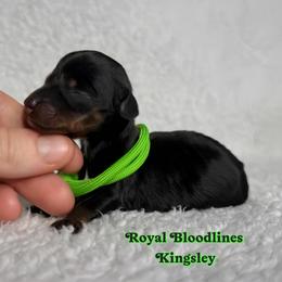 Kingsley - Black and tan male Dachshund puppy in Wooldridge, Missouri from Royal Bloodline Canines