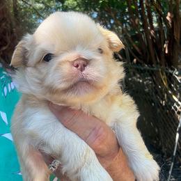 Rufus - Biscuit male Pekingese puppy in Winchester, Virginia from Posh Pekingese