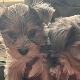Yorkshire Terriers from Shaquitta's Yorkshire Terriers