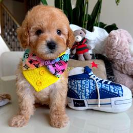 MAUI - Apricot male Maltipoo puppy in Sugar Land, Texas from Celebrity Maltipoos