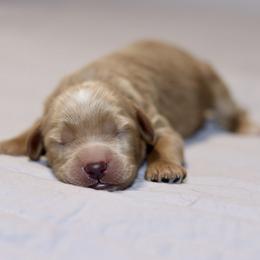 Boy 1 - Caramel red male Australian Labradoodle puppy in Calhoun, Louisiana from Arrowhead Australian Labradoodles