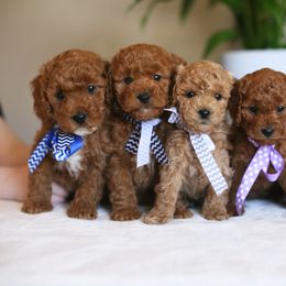 Goldendoodle Puppies from Snowfire Doodles