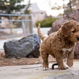 Goldendoodle Puppies from Denver Doodles