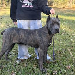 Cane Corso Puppies from Azelees Cane Corso