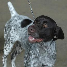 Coda - German Shorthaired Pointer