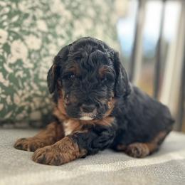Goose - Phantom male Bernedoodle puppy in North Carolina from Lynes of Doodles