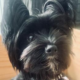 Opal - Yorkshire Terrier