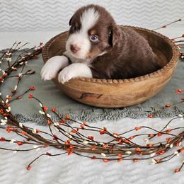 Reginald - Red tri-color male Australian Shepherd puppy in Mountain Grove, Missouri from K Bar H Farms