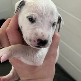 Twix - White and black female Dalmatian puppy in Austin, Texas from Dazzling Dalz