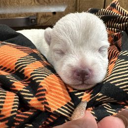 Peekaboo - White female West Highland White Terrier puppy in Ridgeway, Virginia from Rivers Bend Westies
