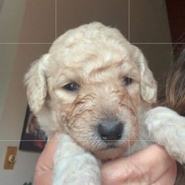 Double Doodles and Goldendoodles from Funny Farm Doodles