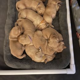 Golden Retriever Puppies from Sydney’s Goldens