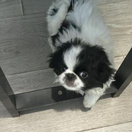 Jack - White and black male Japanese Chin puppy in Connecticut from Lissette's pups chins and bullies