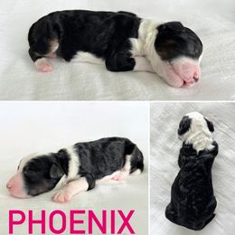 Aussiedoodle Puppies from JK Mini Doodles