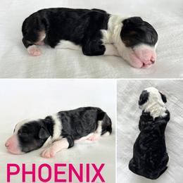 Aussiedoodle Puppies from JK Mini Doodles