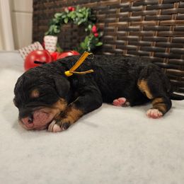 Yellow collar - Phantom female Bernedoodle puppy in Shelby, North Carolina from Forever Grateful Doodles