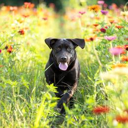 Labrador Retriever puppies from Puzzles Labradors
