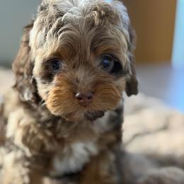 Zia - Merle female Cockapoo puppy in Palmdale, California from Pucci Pawfect