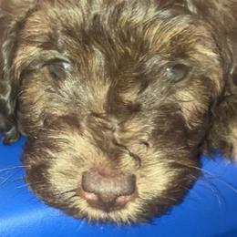 Woody - Brown male Bernedoodle puppy in Williston, Florida from Tera Caldwell