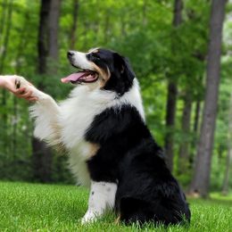Australian Shepherds from Crowned Royalties Aussies