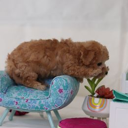 Poodle Puppies from Teacup & Toy Poodles